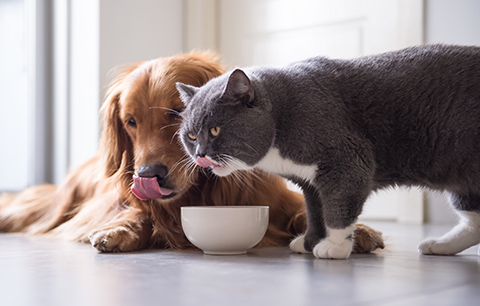 What's in your pets food and why it matters