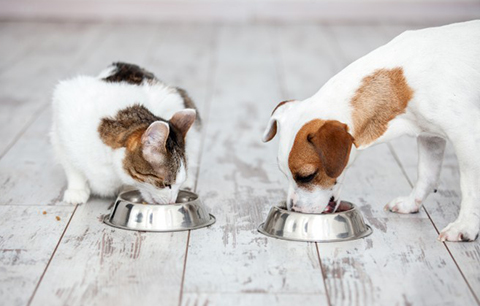 Your essential guide to keeping your pet a healthy weight