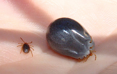 What is a tick why they’re dangerous and how to avoid them