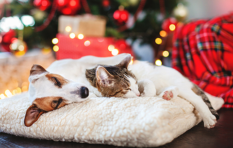 Reducing Anxiety for Pets at Christmas