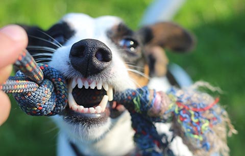 Top dental care in cats & dogs