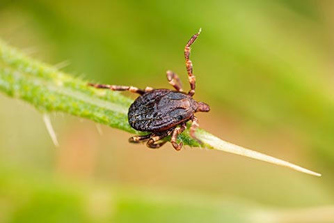 What is a tick and why they are dangerous