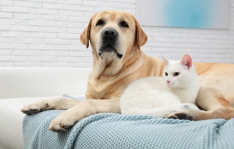 Common ear and eye problems in cats and dogs