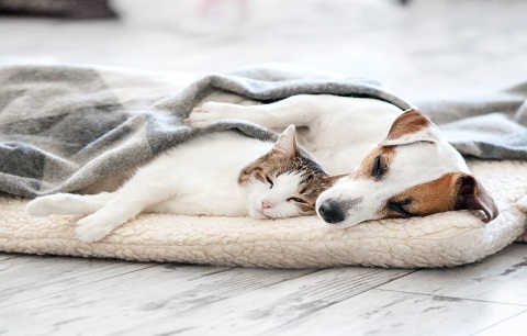 dog and cat lying together