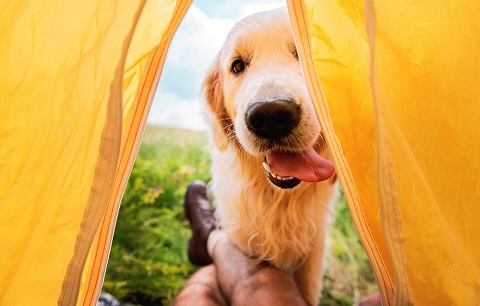 Camping checklist for dogs