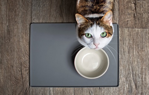 Wet Vs Dry Cat Food: Which is Better?