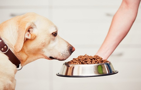 How do you know if your pet is overweight?