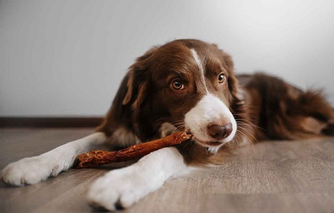 Dog chewing a natural dog treat
