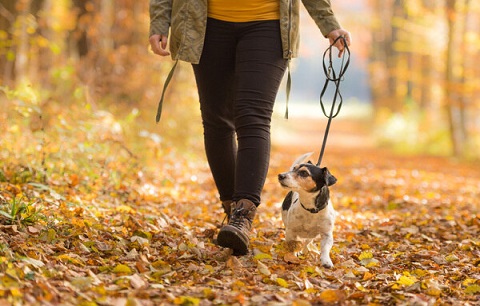 Autumn Dog Walks: How to Keep Safe this Season