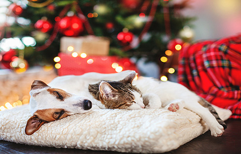 Reducing anxiety for pets at Christmas