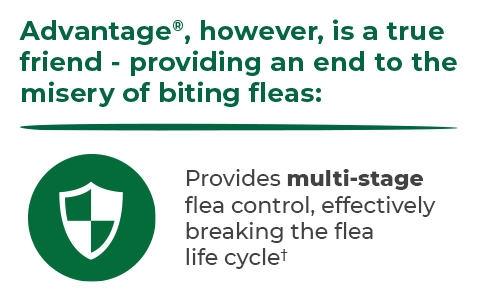 Multi-stage flea control