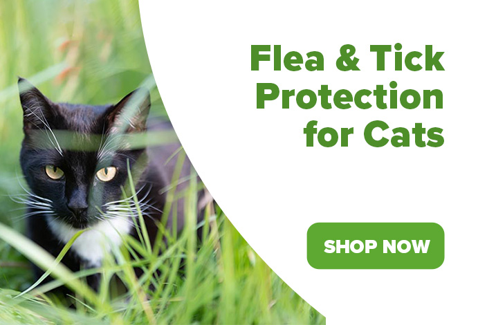 Flea and tick protection for cats