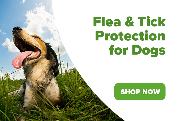 Flea & Tick Protection for dogs