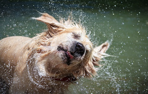 Top 10 tips for keeping your pets cool this summer