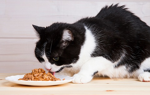 Senior Cat Food Guide
