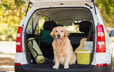 Top Tips for Travelling With Dogs