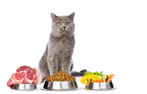 Cat beside bowl of natural ingredients