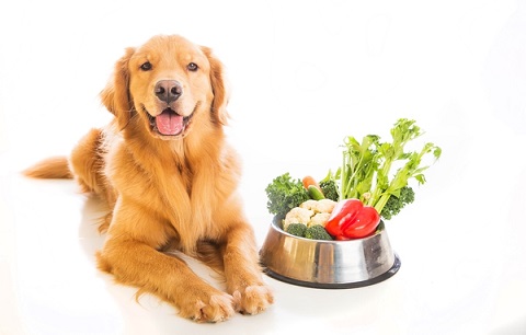 Dog with bowl of natural ingredients